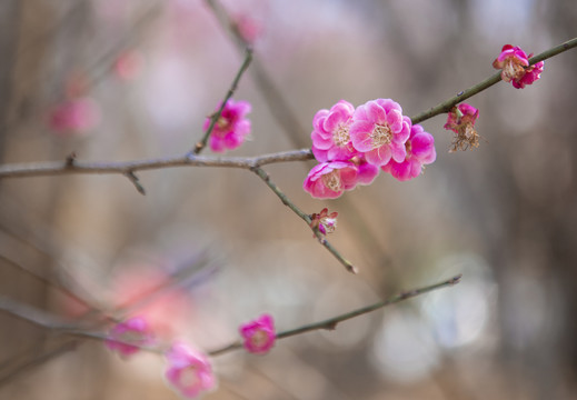 绽放的梅花