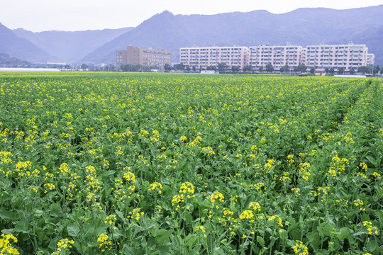 田里的油菜花