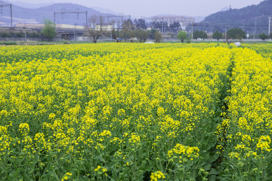 田里的油菜花