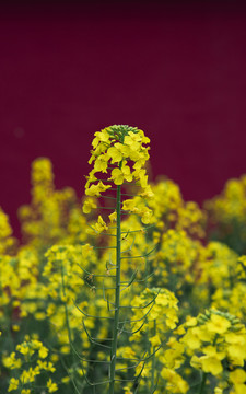 田里的油菜花