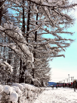 春天的雪挂