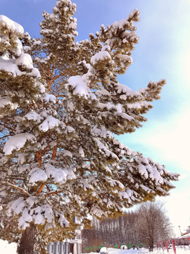 春天雪挂