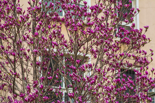 开满了一片紫玉兰花的树枝