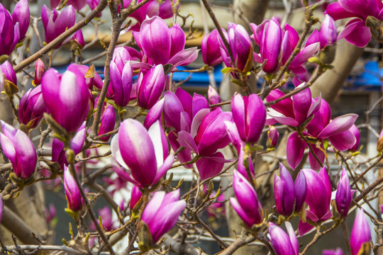 树枝上朵朵半开待开的紫玉兰花
