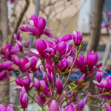 树枝上一朵朵待开的紫玉兰花