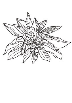手繪花卉