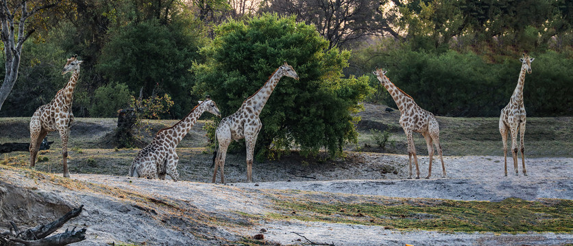 津巴布韦的长颈鹿