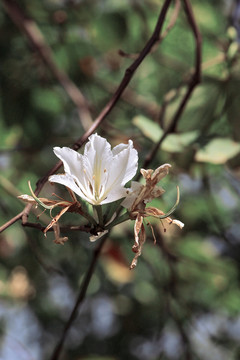 白花洋紫荆