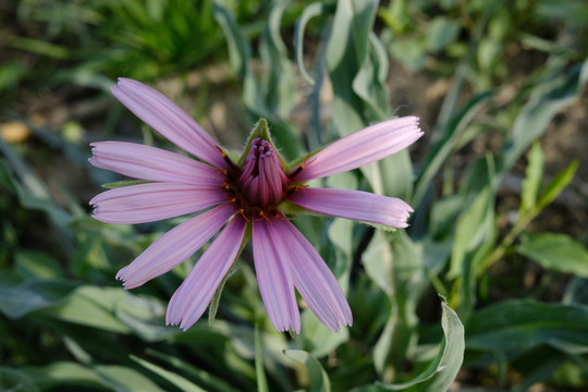 矢车菊