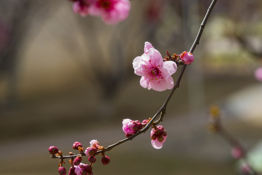 梅花