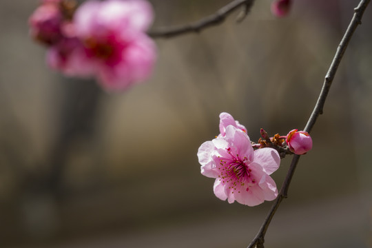 梅花