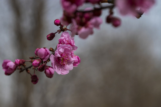 梅花