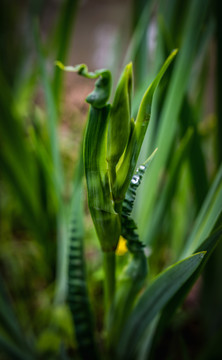 菖蒲