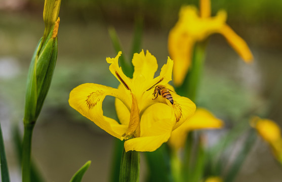 黄菖蒲