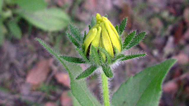 黑心金光菊