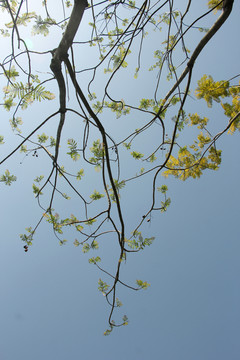 蓝花楹树