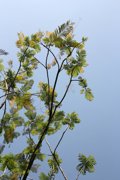 蓝花楹树