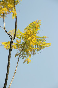 蓝花楹树