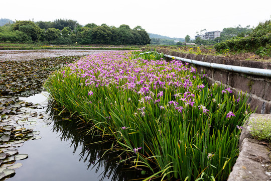 乡村湿地