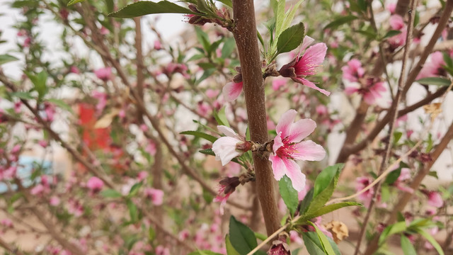 果树开花细节