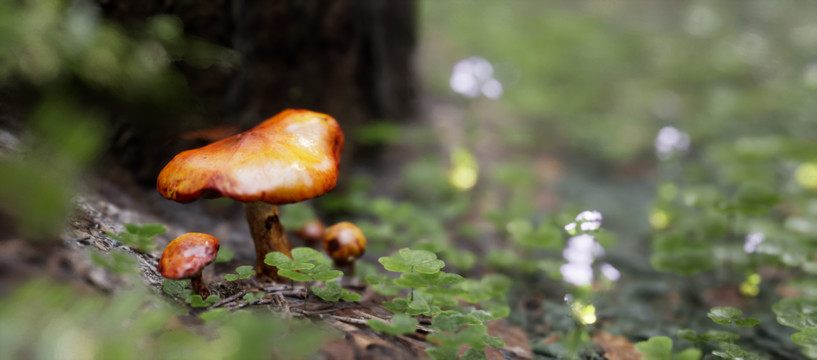 雨后蘑菇