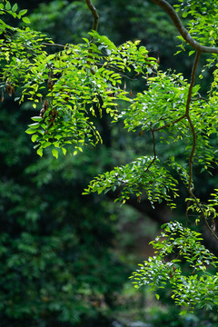 黄花梨树叶