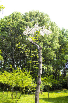 白花泡桐