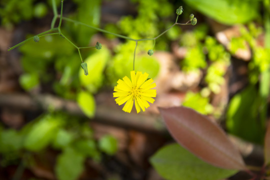 小雏菊