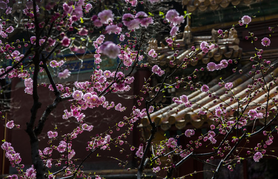 北京故宫御花园的一树榆叶梅
