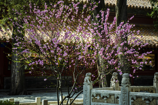 北京故宫御花园春色