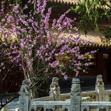 北京故宫御花园春色