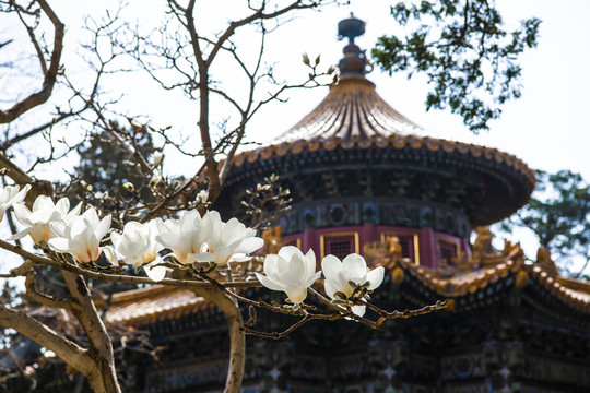 北京故宫御花园春色