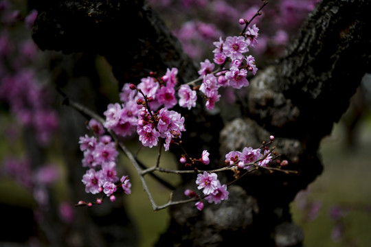 梅花