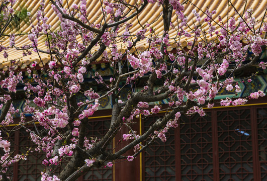 梅花古建筑