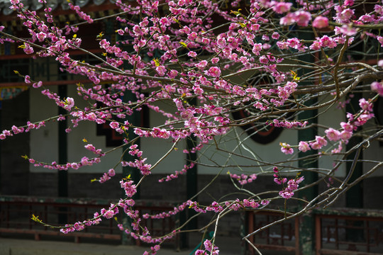 古建筑院落里一树梅花