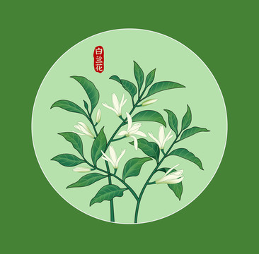 白蘭花