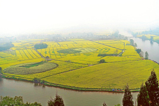 潼南油菜花