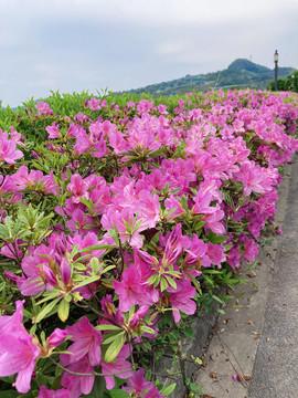 杜鹃花