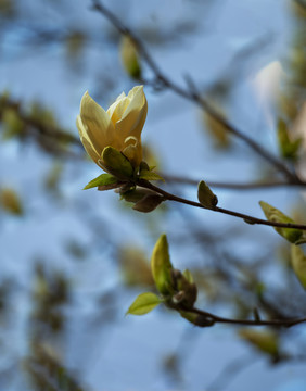 玉兰花