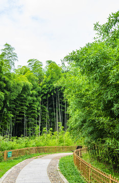 竹林小路