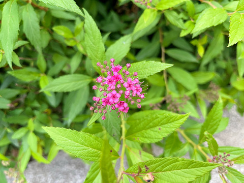 粉花绣线菊