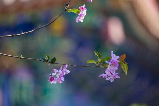 樱花