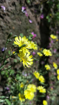 清新美小菊花