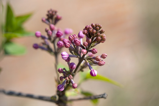 丁香花