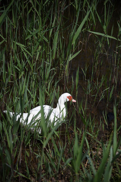 湖边水草中的白鸭子