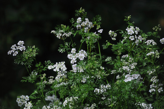 芫荽