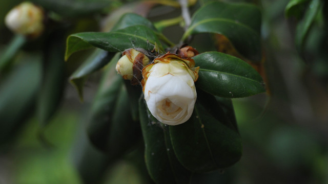 山茶花