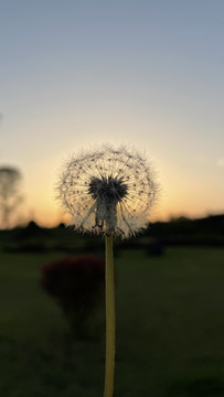 夕阳下的蒲公英