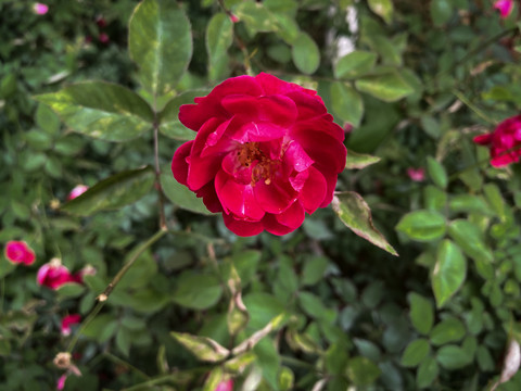 盛開的薔薇
