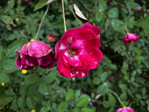 薔薇